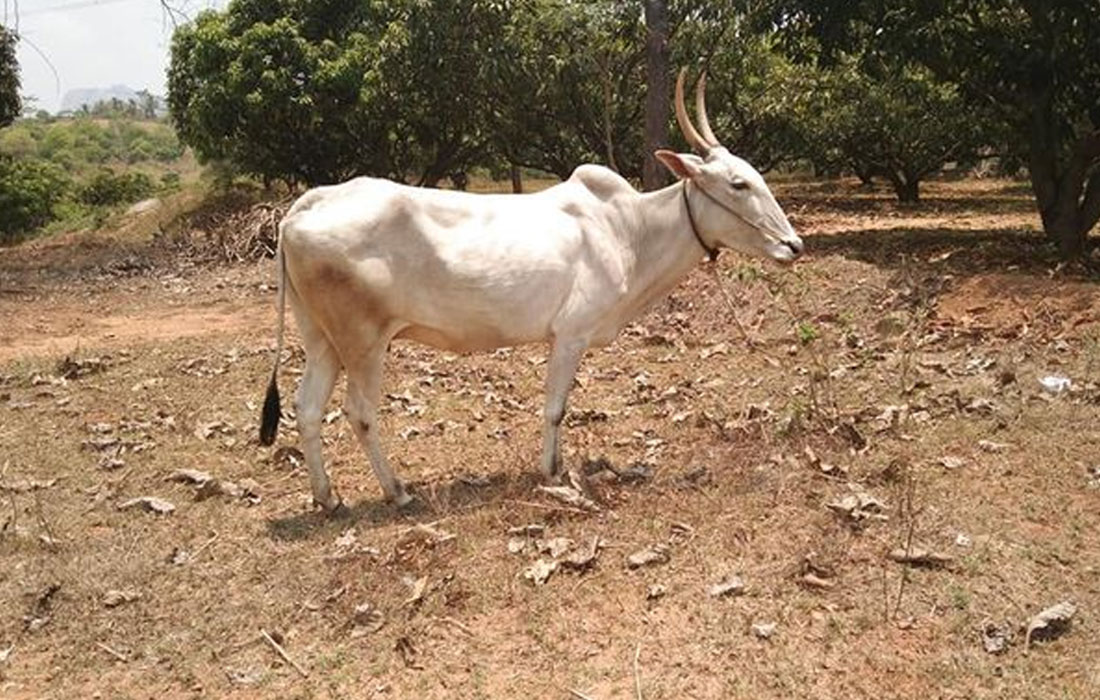 A2 Desi Ghee Hallikar Cow