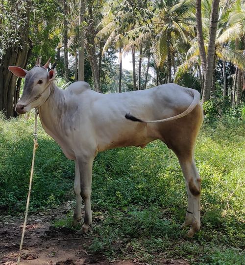 farm2table Hallikar cow breed